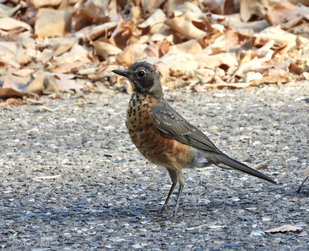 American Robin - ML640614986