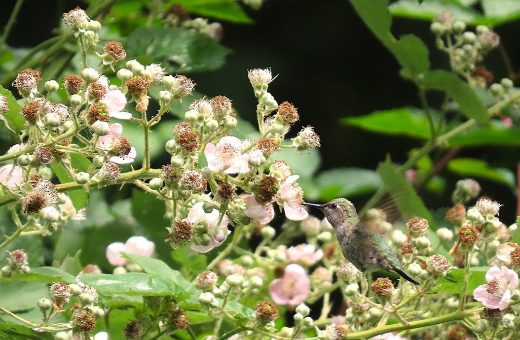 Anna's Hummingbird - ML640615003