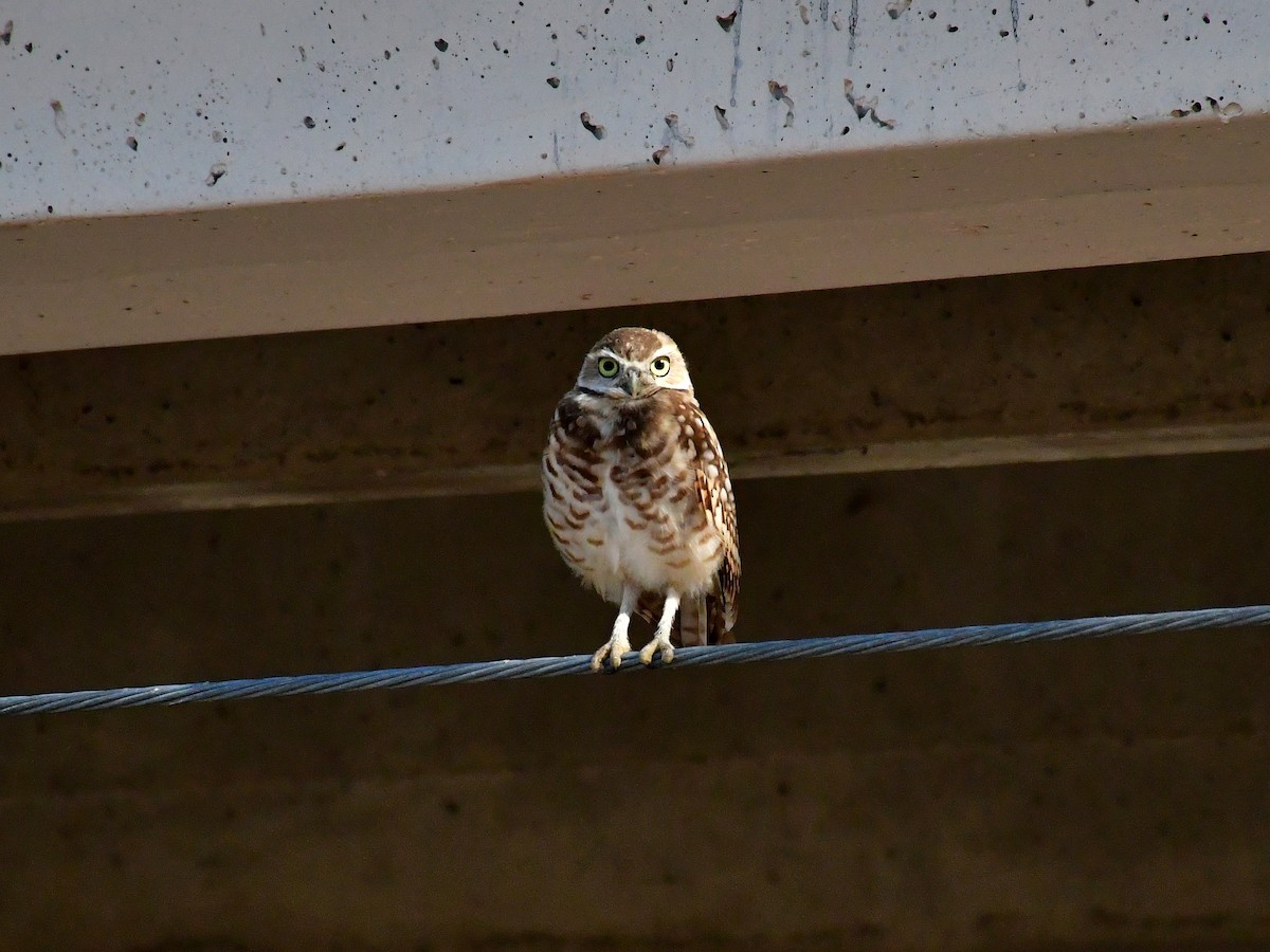 Burrowing Owl - ML640615028