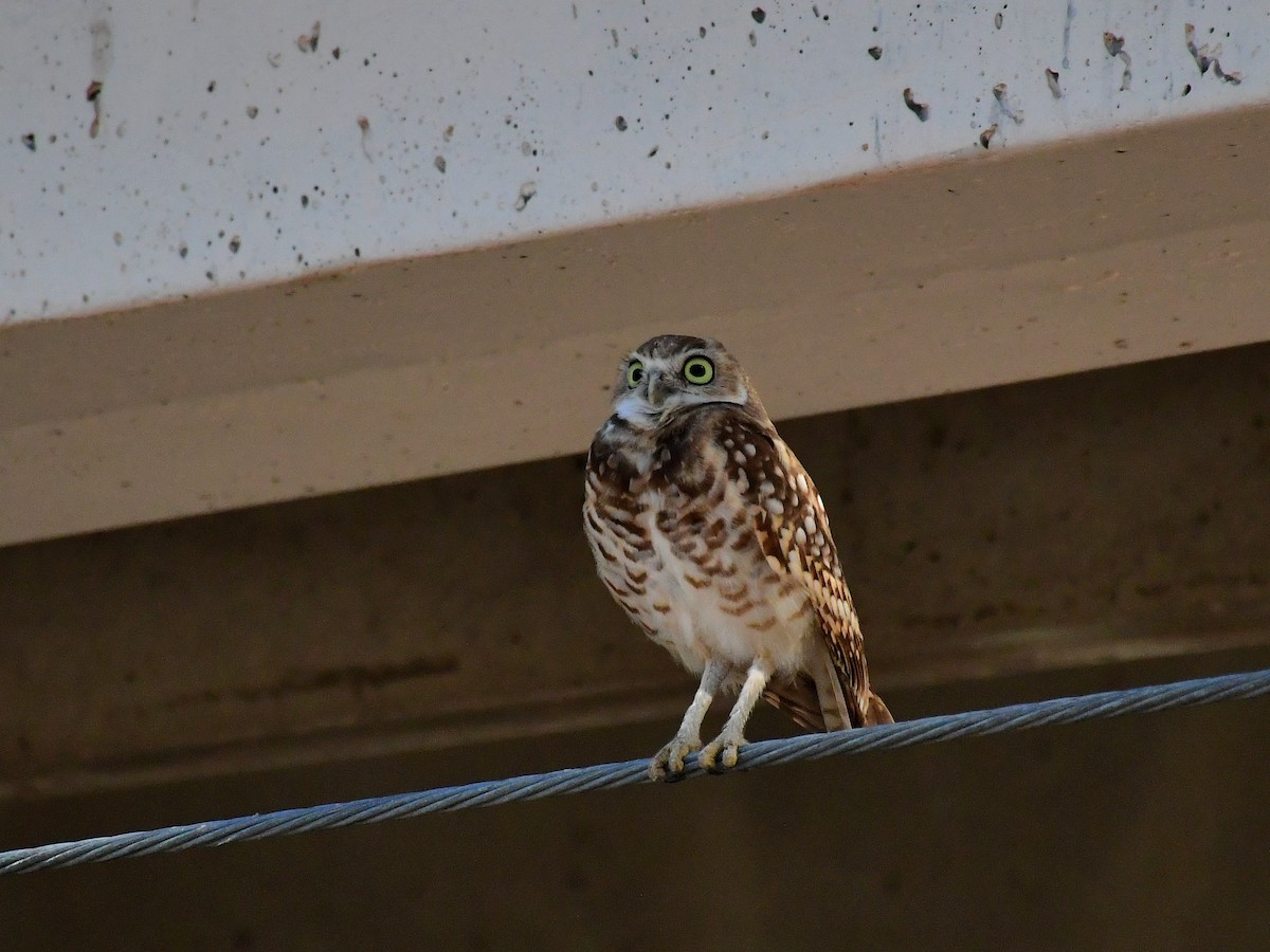 Burrowing Owl - ML640615029
