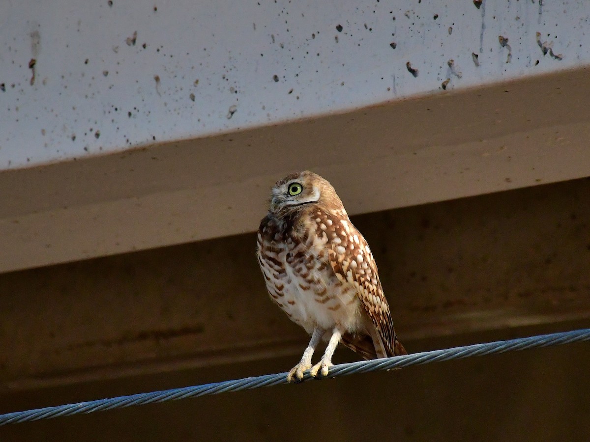 Burrowing Owl - ML640615030
