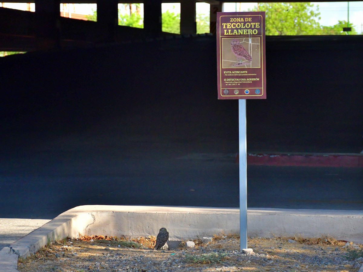 Burrowing Owl - ML640615032