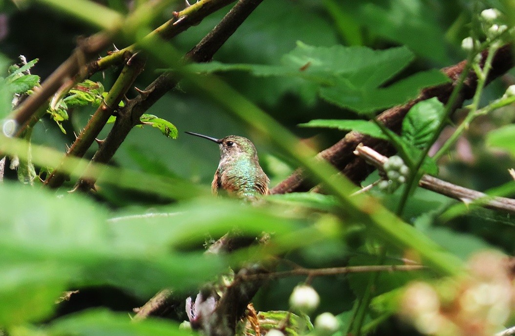 Rufous Hummingbird - ML640615040