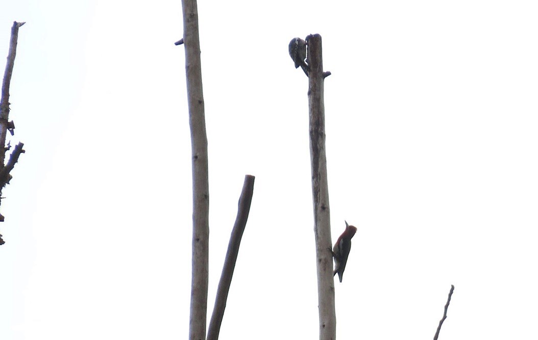 Red-breasted Sapsucker - ML640615079