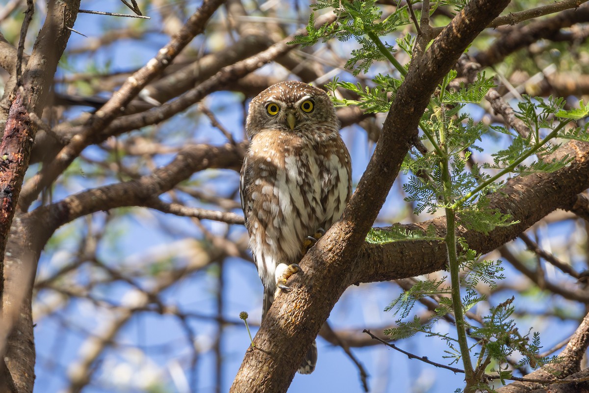 Pearl-spotted Owlet - ML640615101