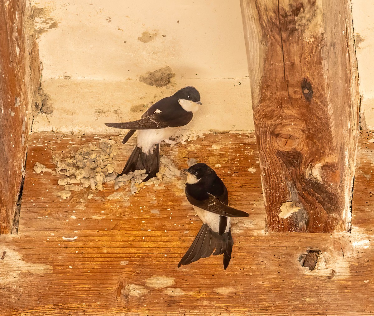 Western House-Martin - ML640615103