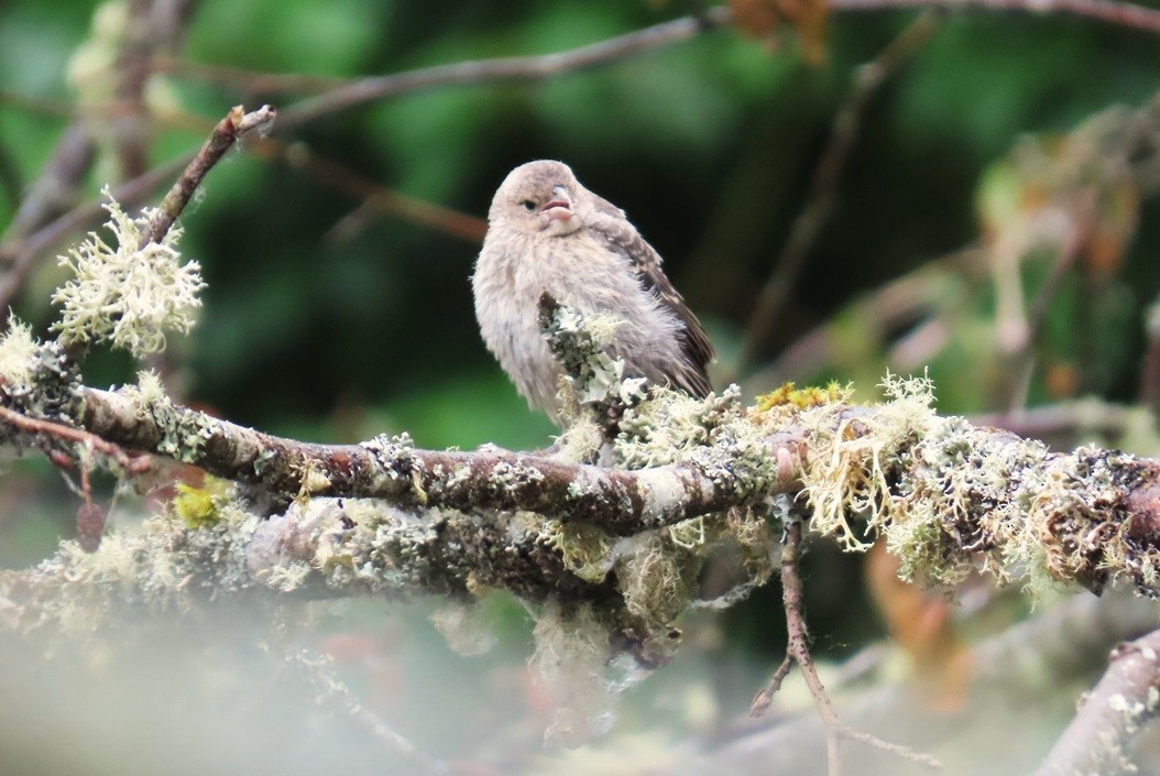Brown-headed Cowbird - ML640615104