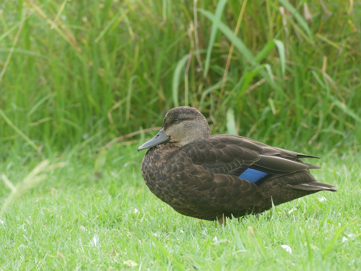 American Black Duck - ML640615111