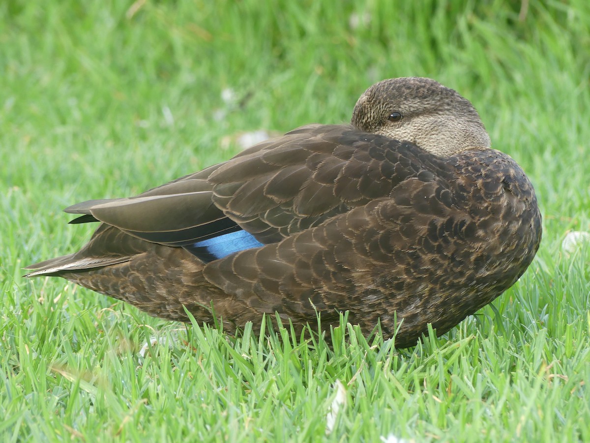 American Black Duck - ML640615112
