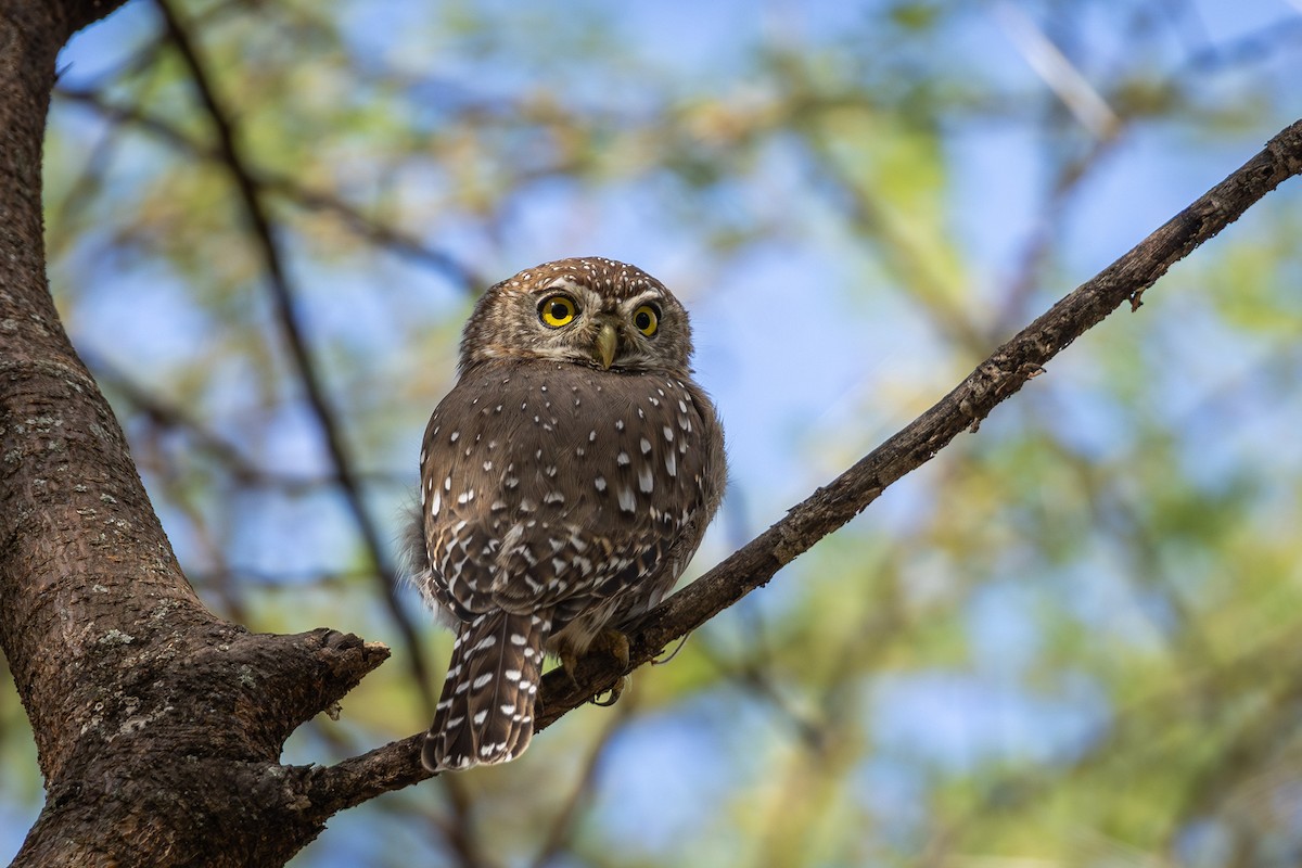 Pearl-spotted Owlet - ML640615122