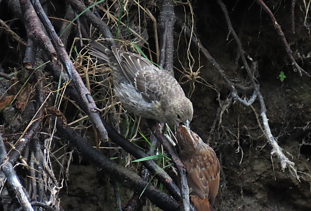 Brown-headed Cowbird - ML640615160