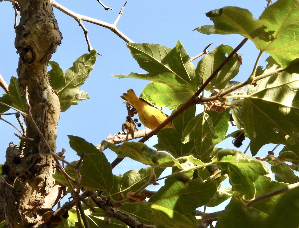 Yellow Warbler - ML640615177