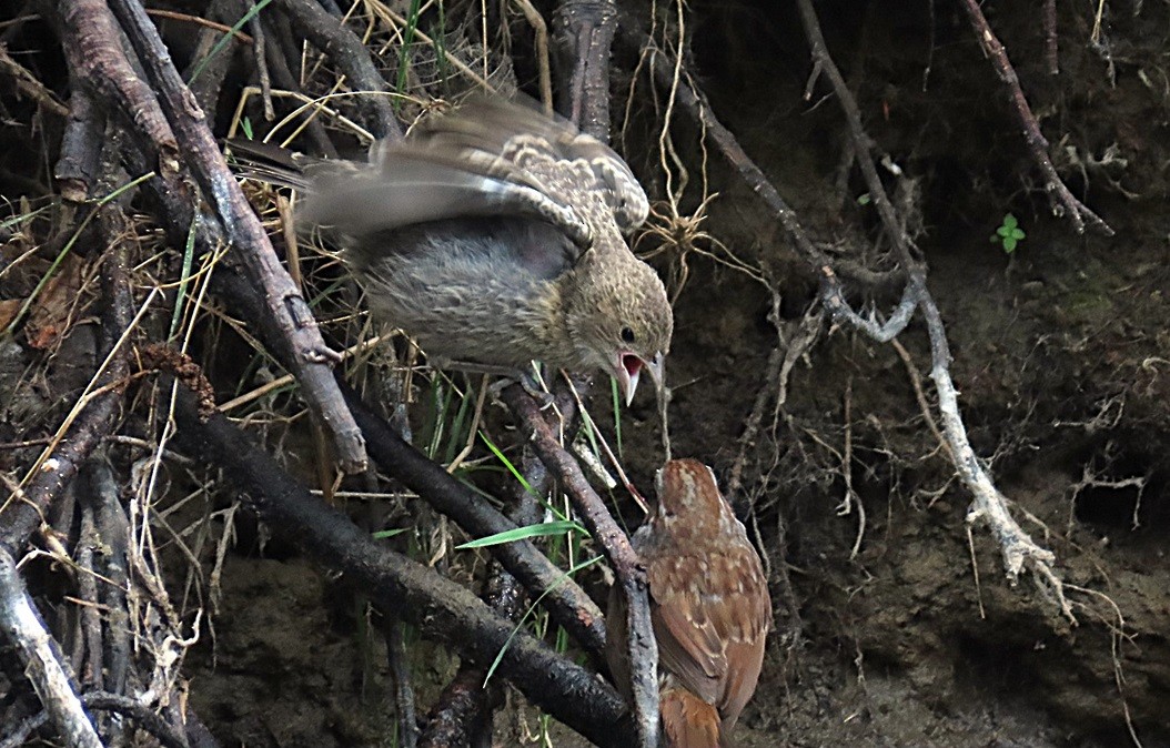 Brown-headed Cowbird - ML640615196