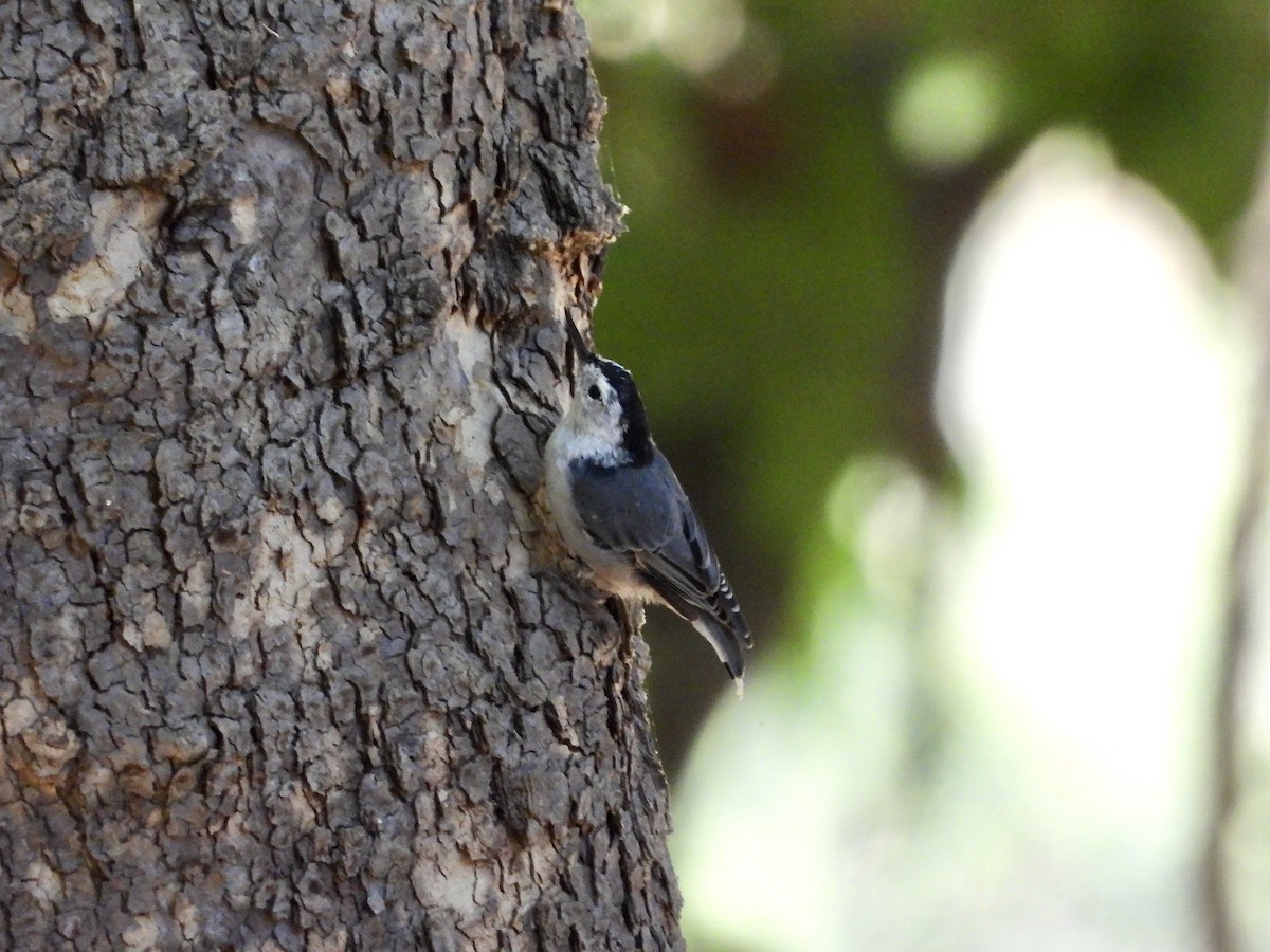 White-breasted Nuthatch - ML640615207