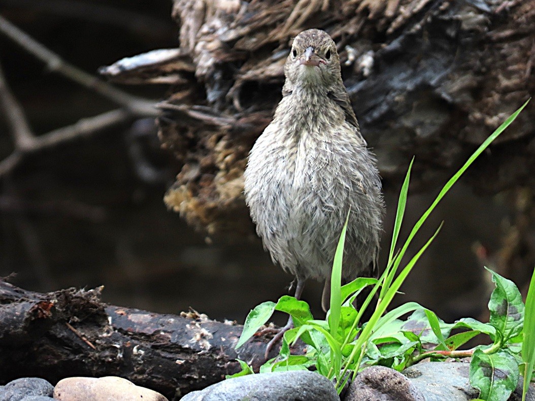 Brown-headed Cowbird - ML640615234