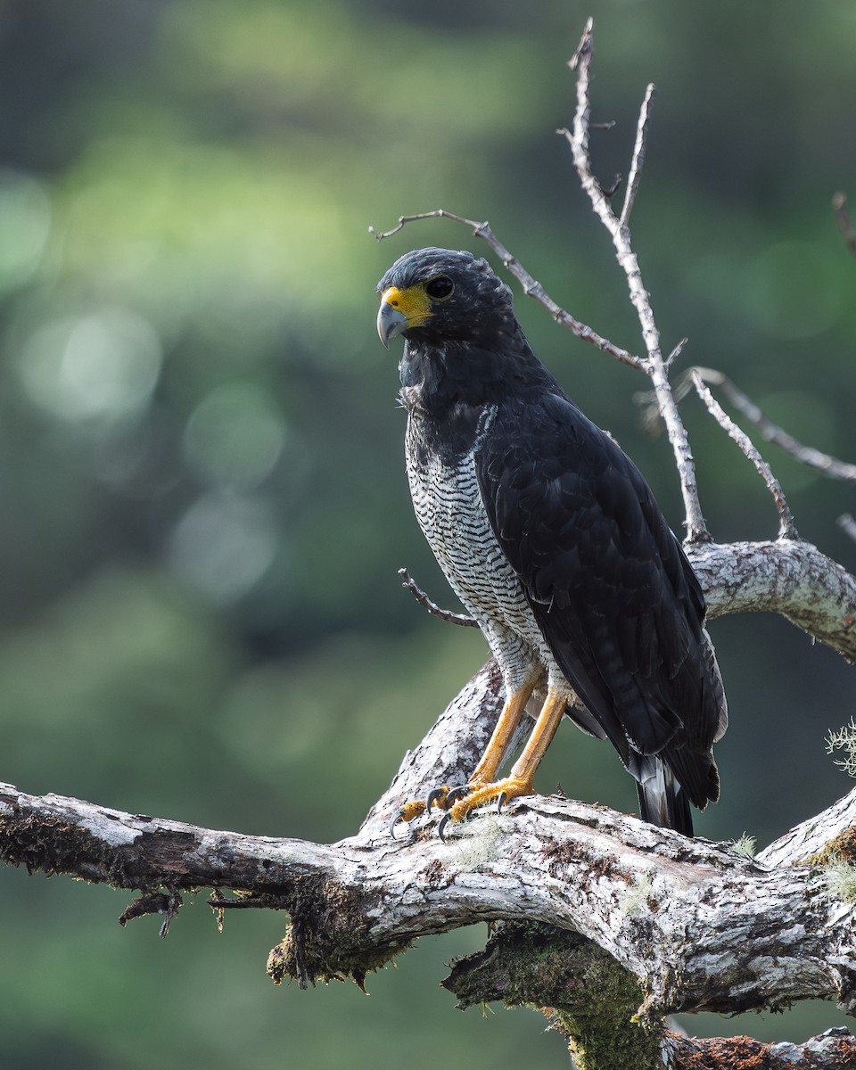 Barred Hawk - ML640615238