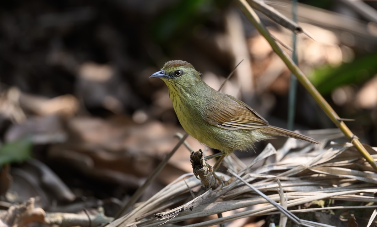 Timalie à gorge striée - ML640615308