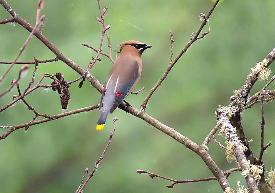 Cedar Waxwing - ML640615311