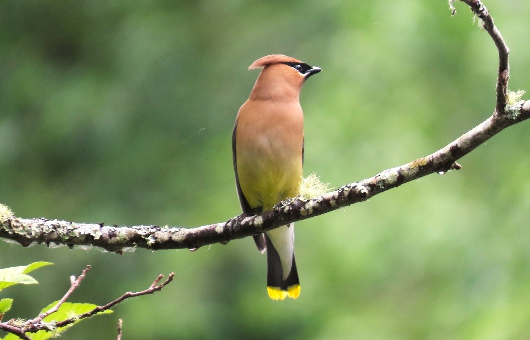 Cedar Waxwing - ML640615328