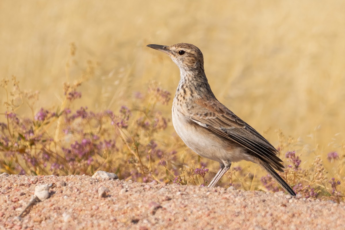 Karoo Long-billed Lark - ML640615379