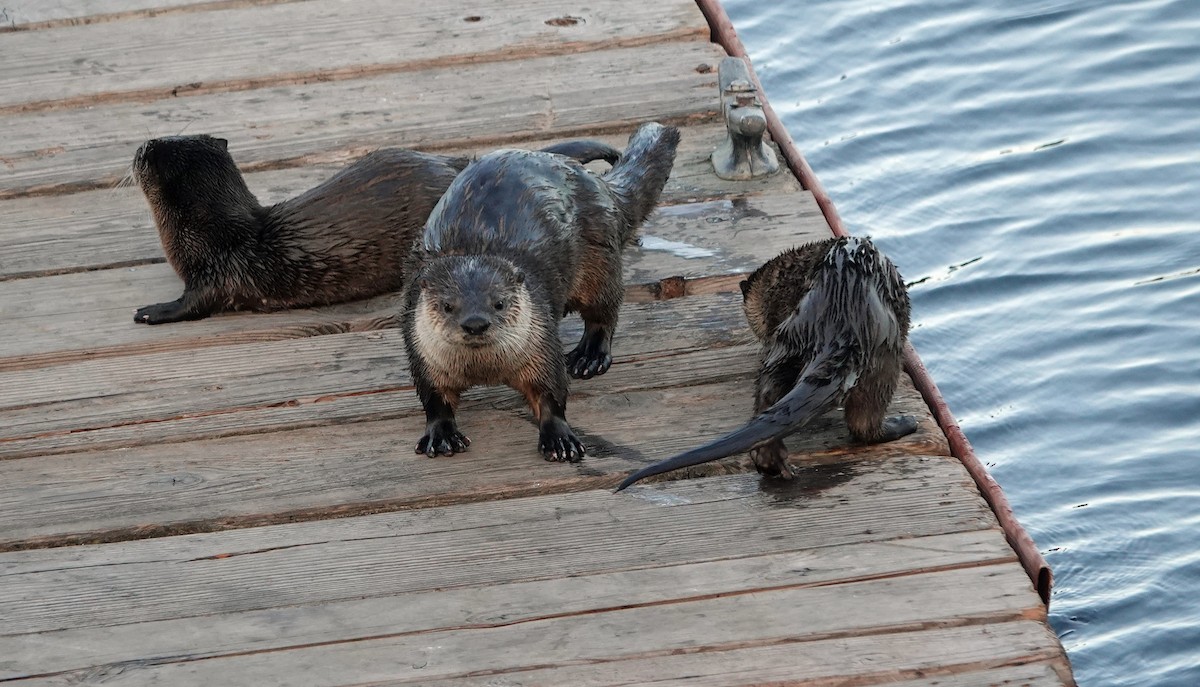 Mammals - ML640615380