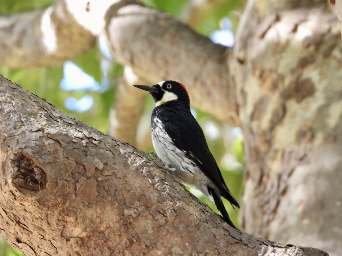 Acorn Woodpecker - ML640615383