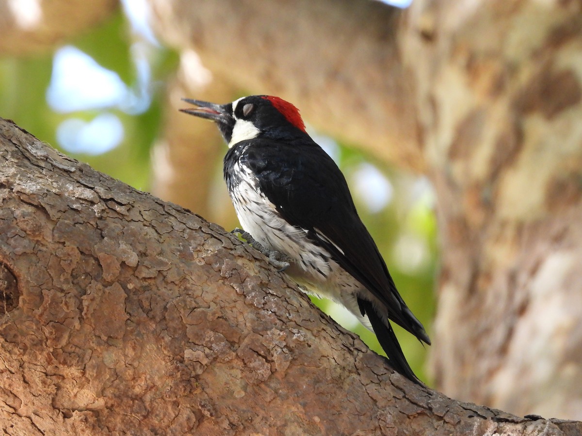 Acorn Woodpecker - ML640615384