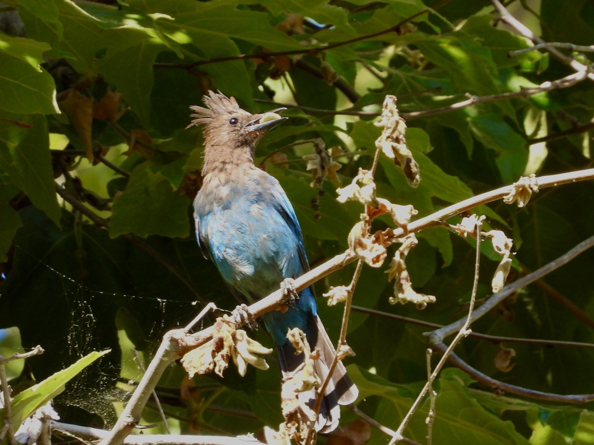 Steller's Jay - ML640615400