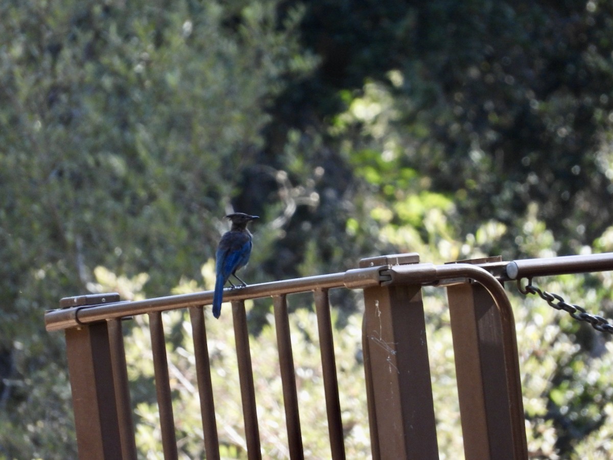 Steller's Jay - ML640615416