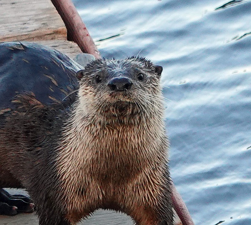 Sea Otter - ML640615432