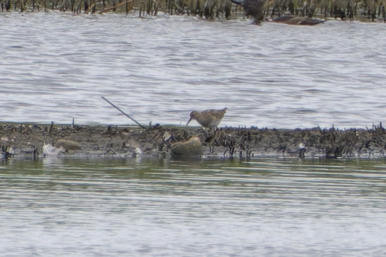 Pectoral Sandpiper - ML640615440