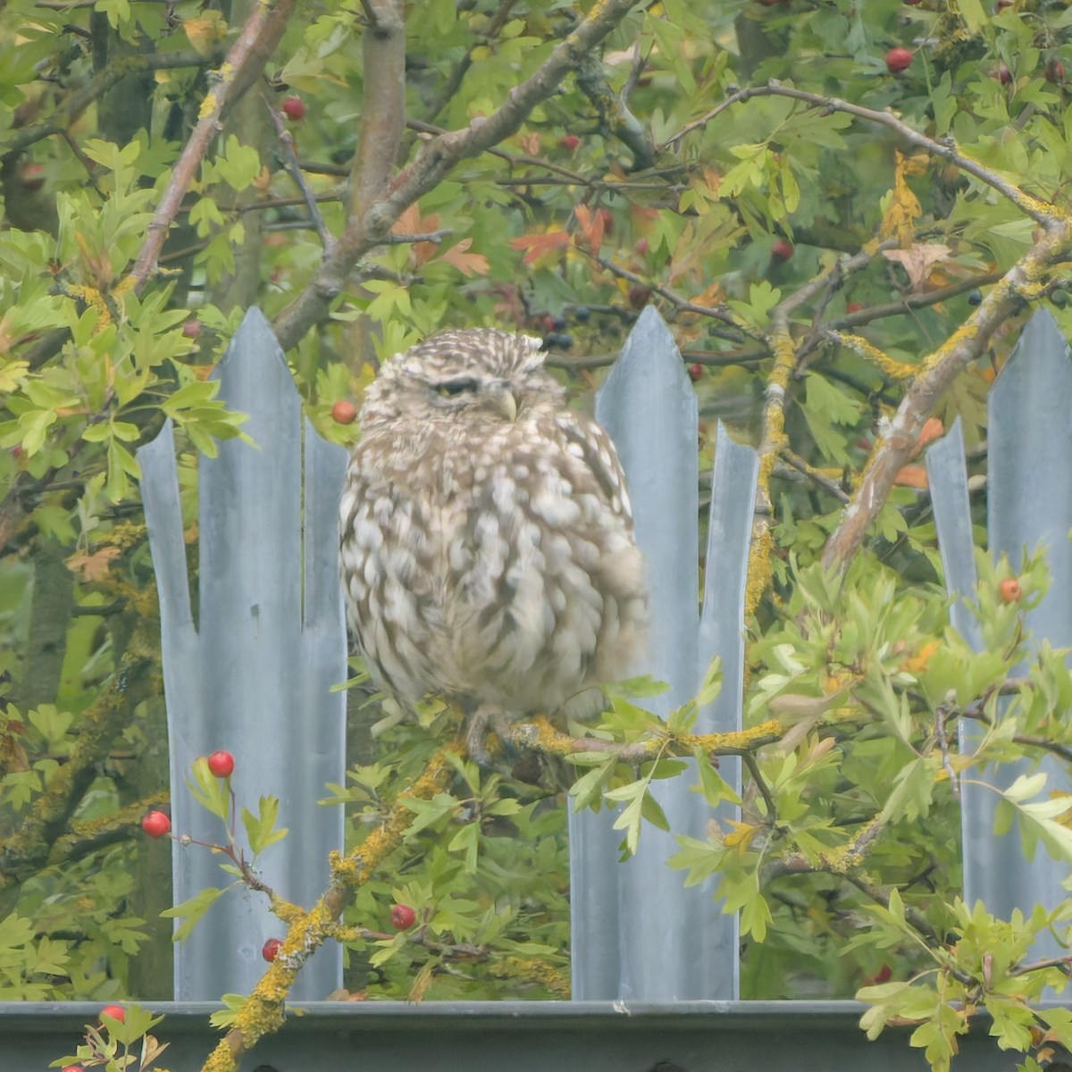 Little Owl - ML640615443