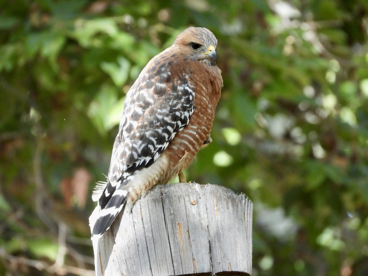 Red-shouldered Hawk - ML640615459