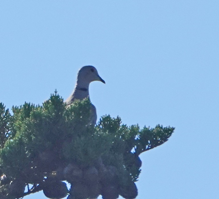 Eurasian Collared-Dove - ML640615460