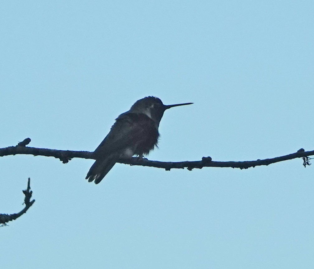Anna's Hummingbird - ML640615466