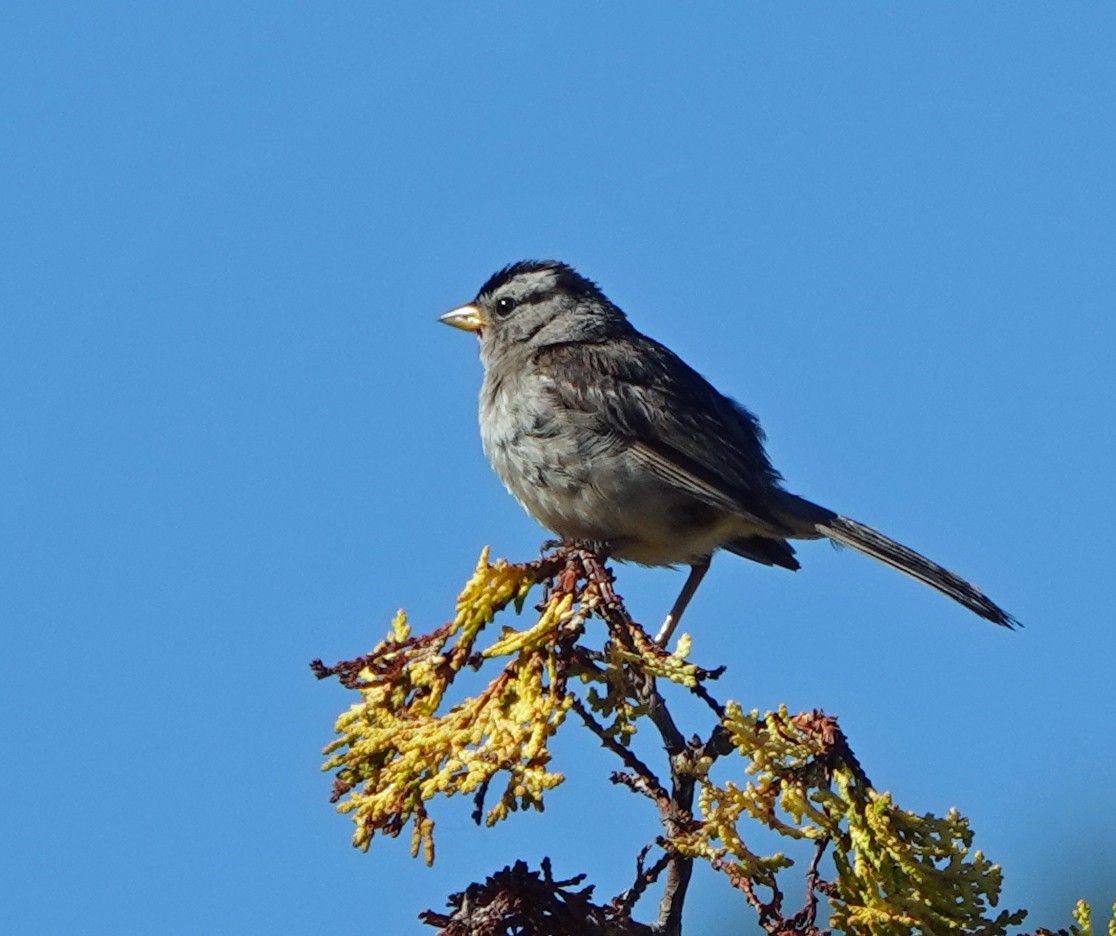White-crowned Sparrow - ML640615484