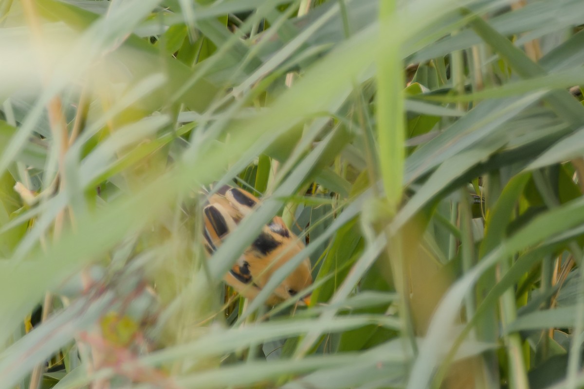 Bearded Reedling - ML640615507