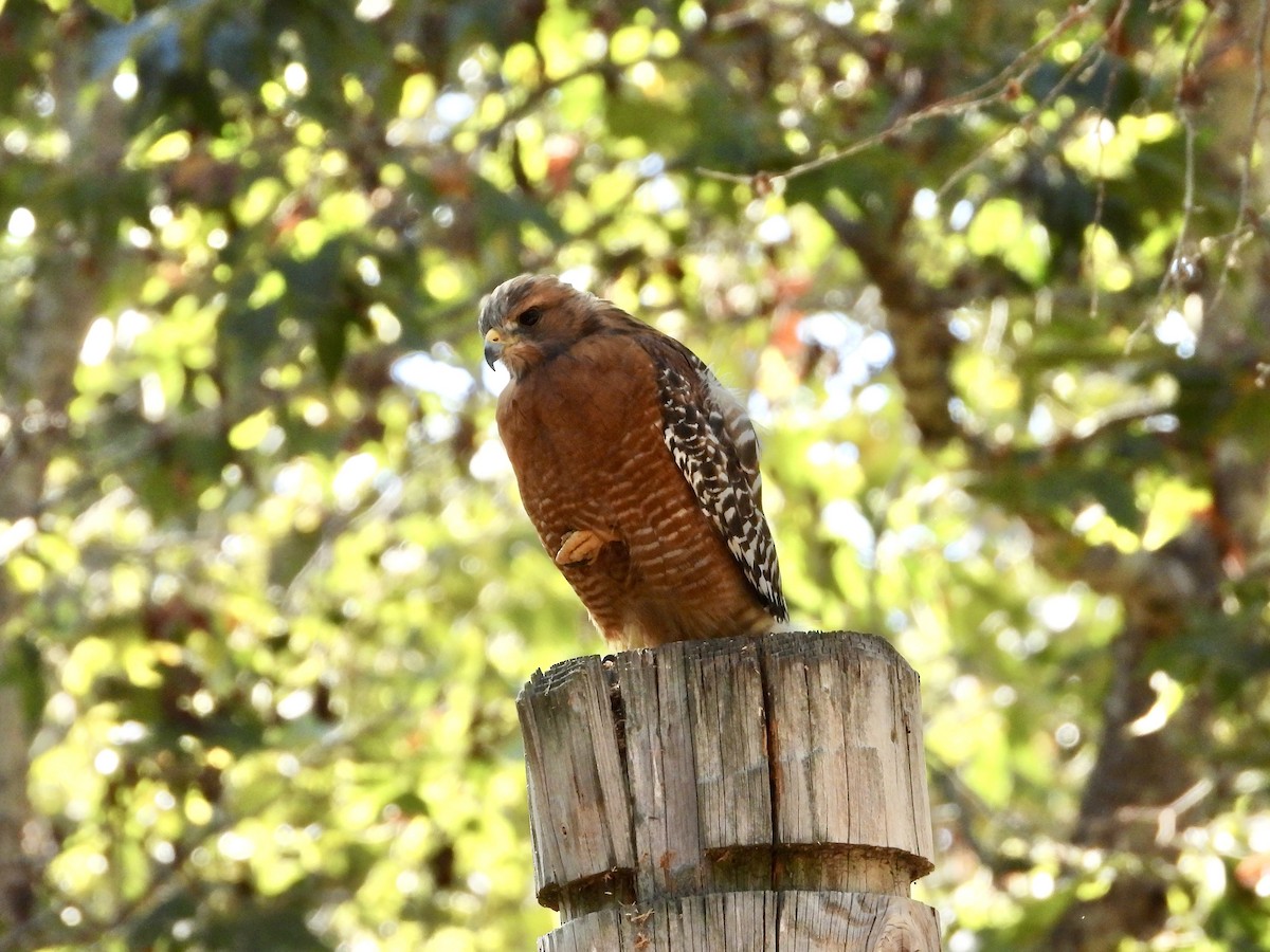Red-shouldered Hawk - ML640615508