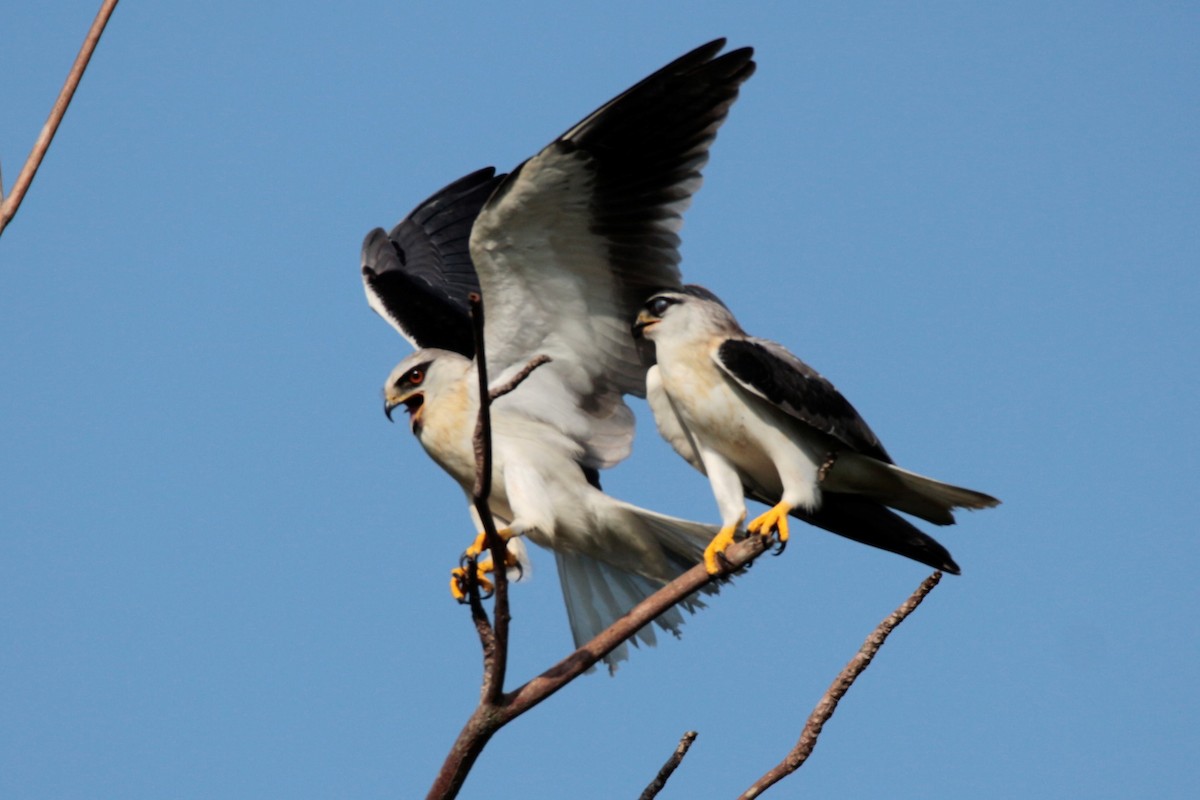 Black-winged Kite - Fadzrun A.