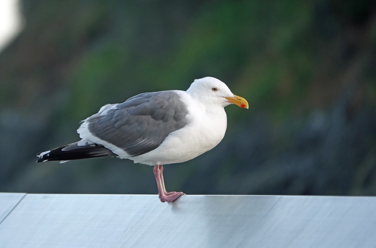Western Gull - ML640615514