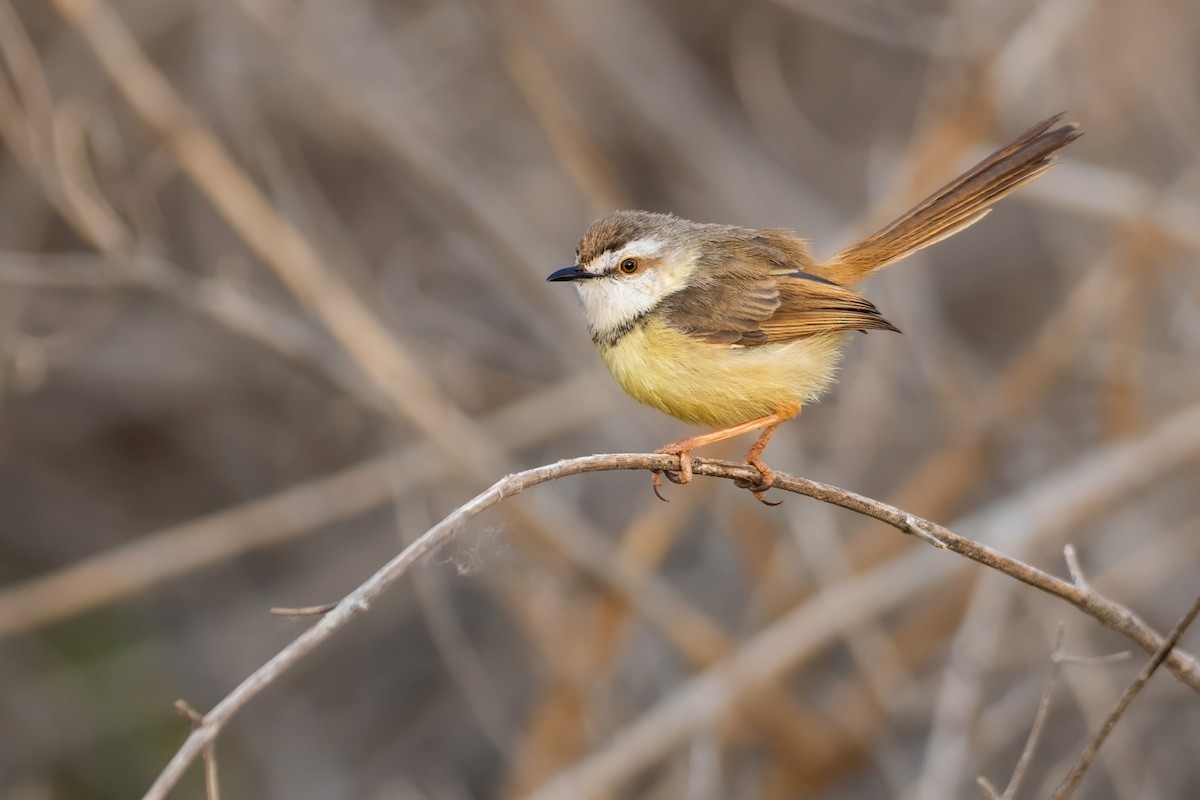 Black-chested Prinia - ML640615518