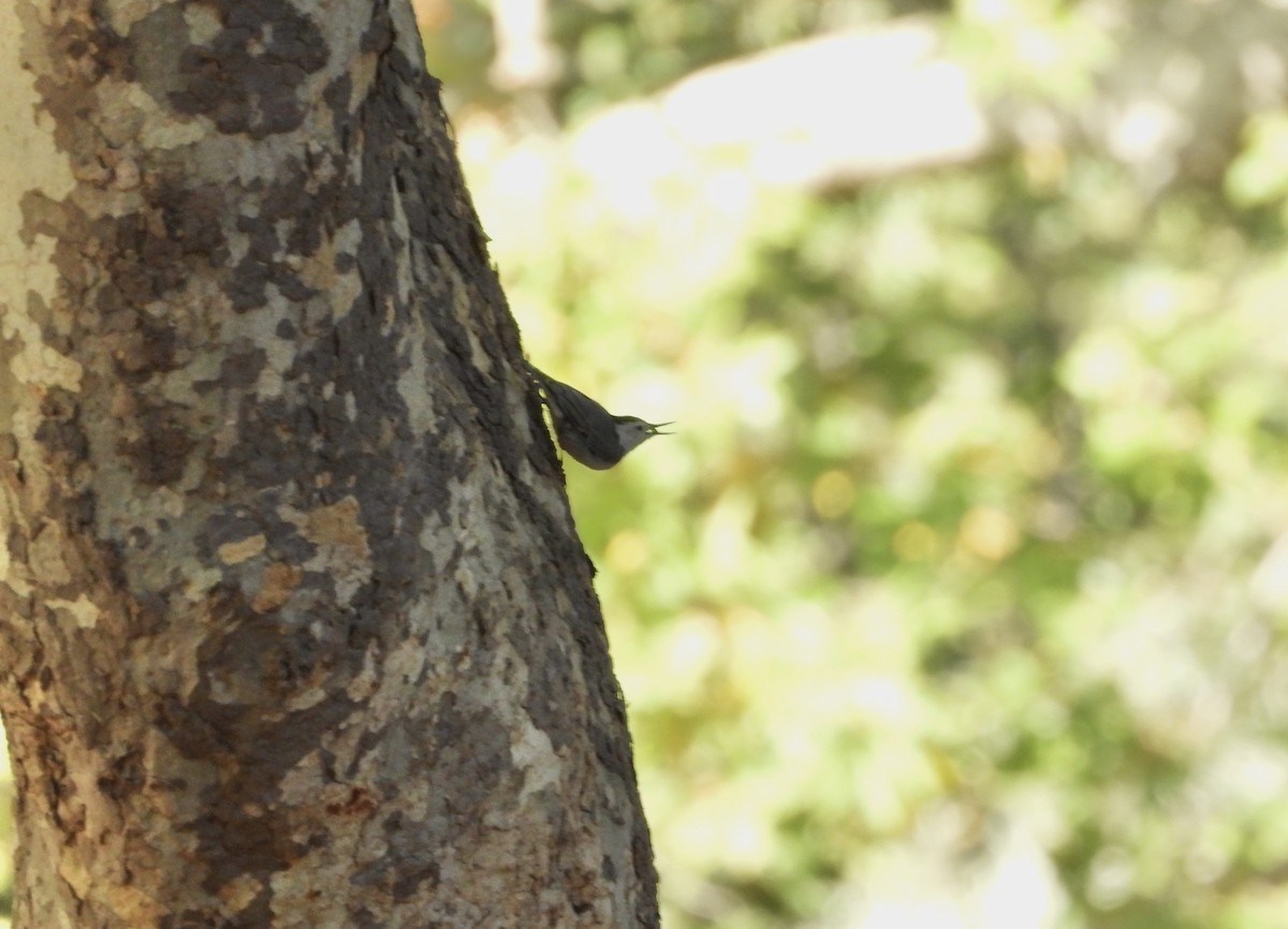 White-breasted Nuthatch - ML640615598