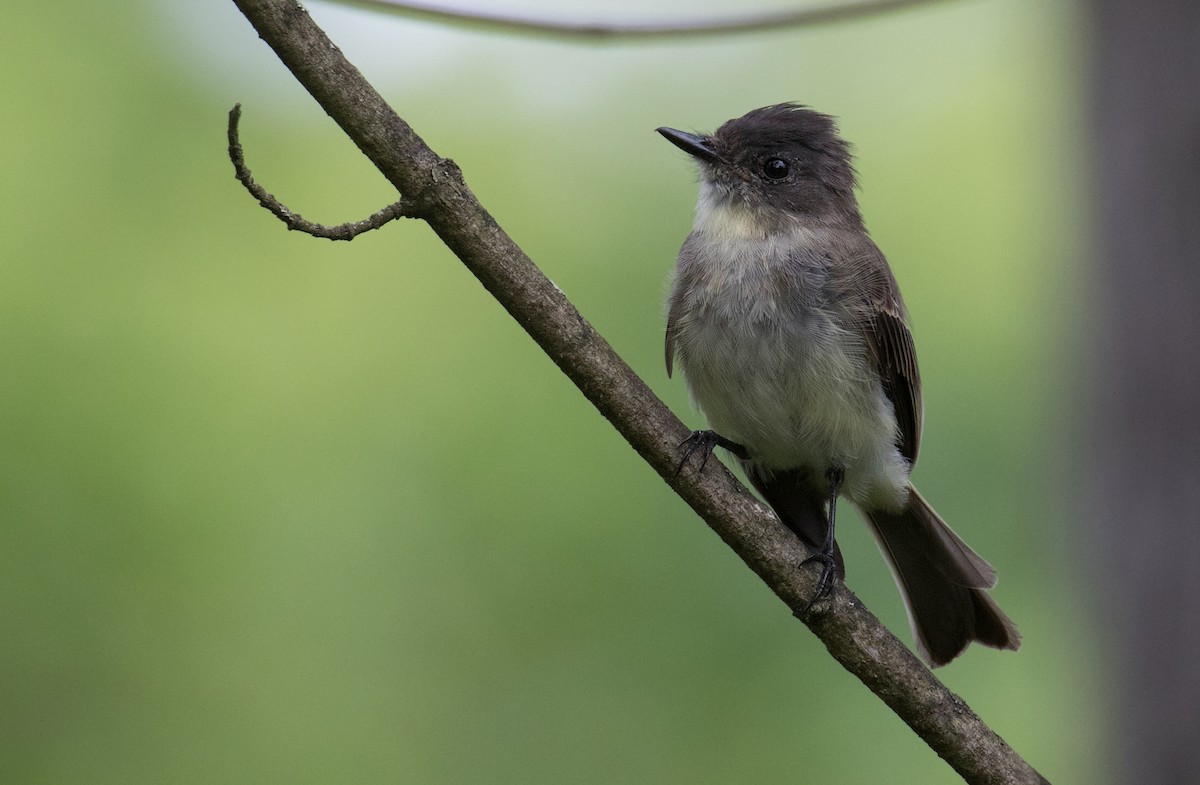 Eastern Phoebe - ML640615626