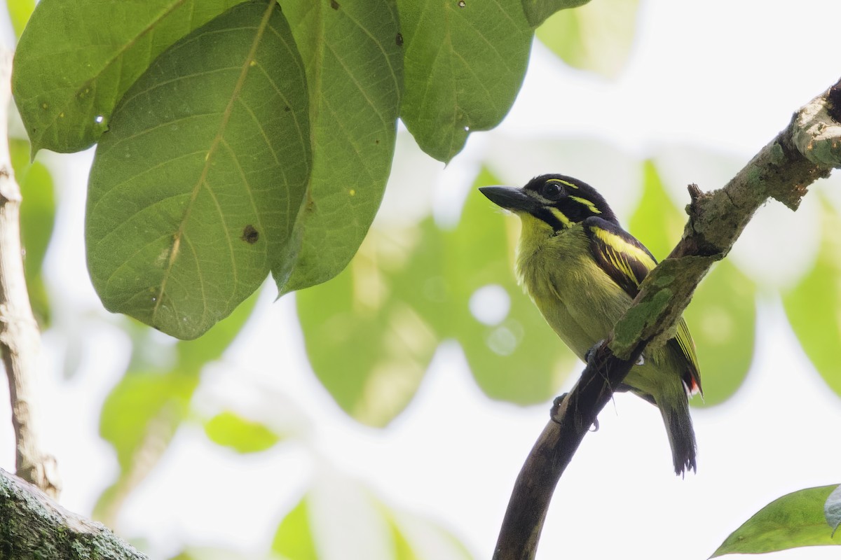 Red-rumped Tinkerbird - ML640615644