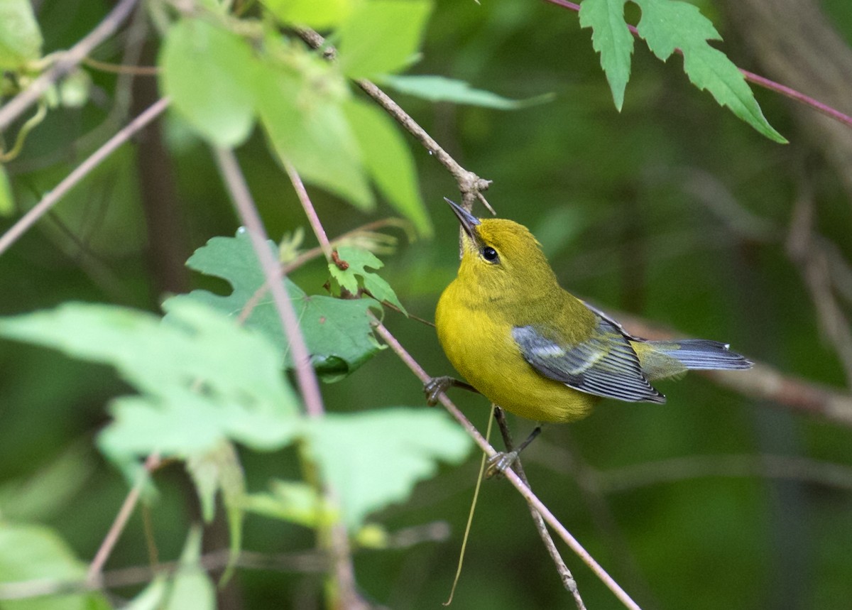 Blue-winged Warbler - ML640615648
