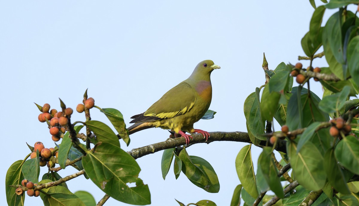 Colombar à double collier - ML640615649