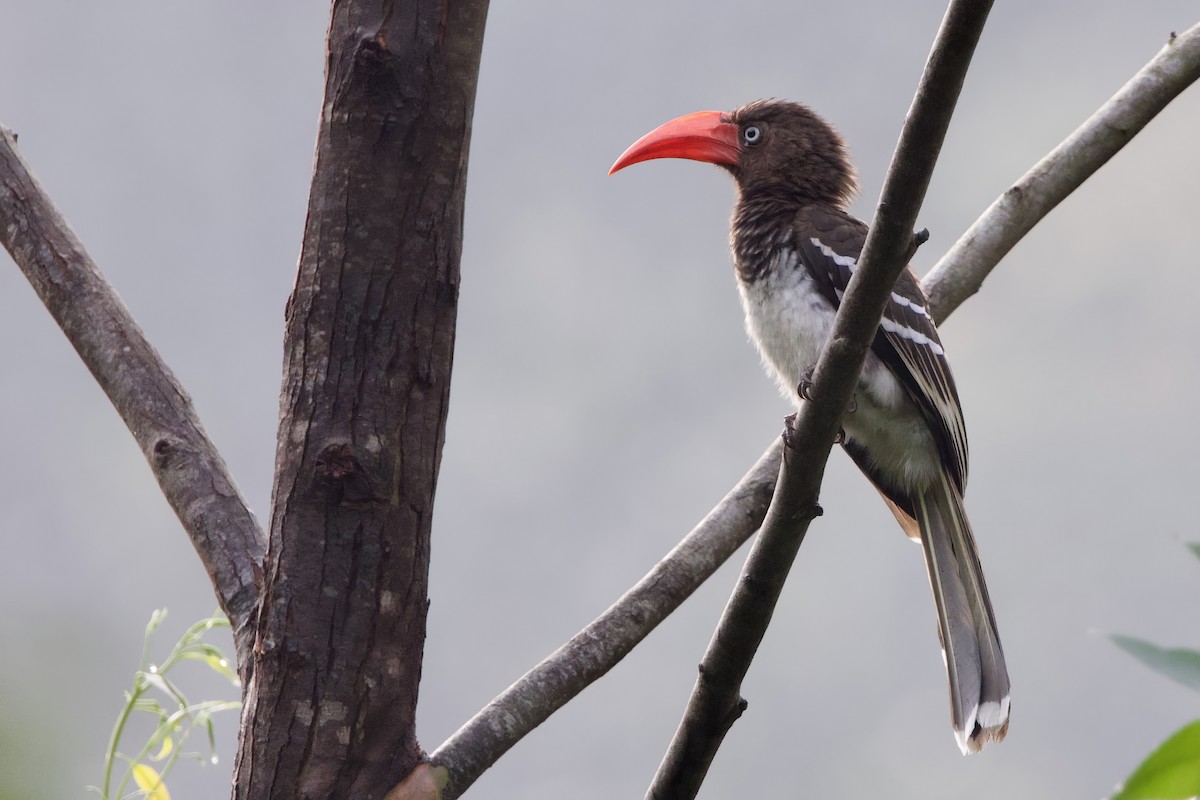 Red-billed Dwarf Hornbill - ML640615656