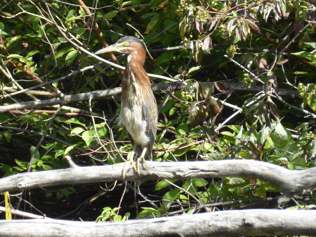 Green Heron - ML640615691