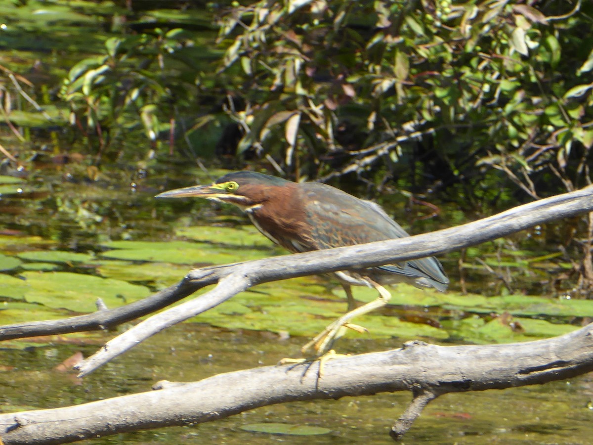 Green Heron - ML640615692