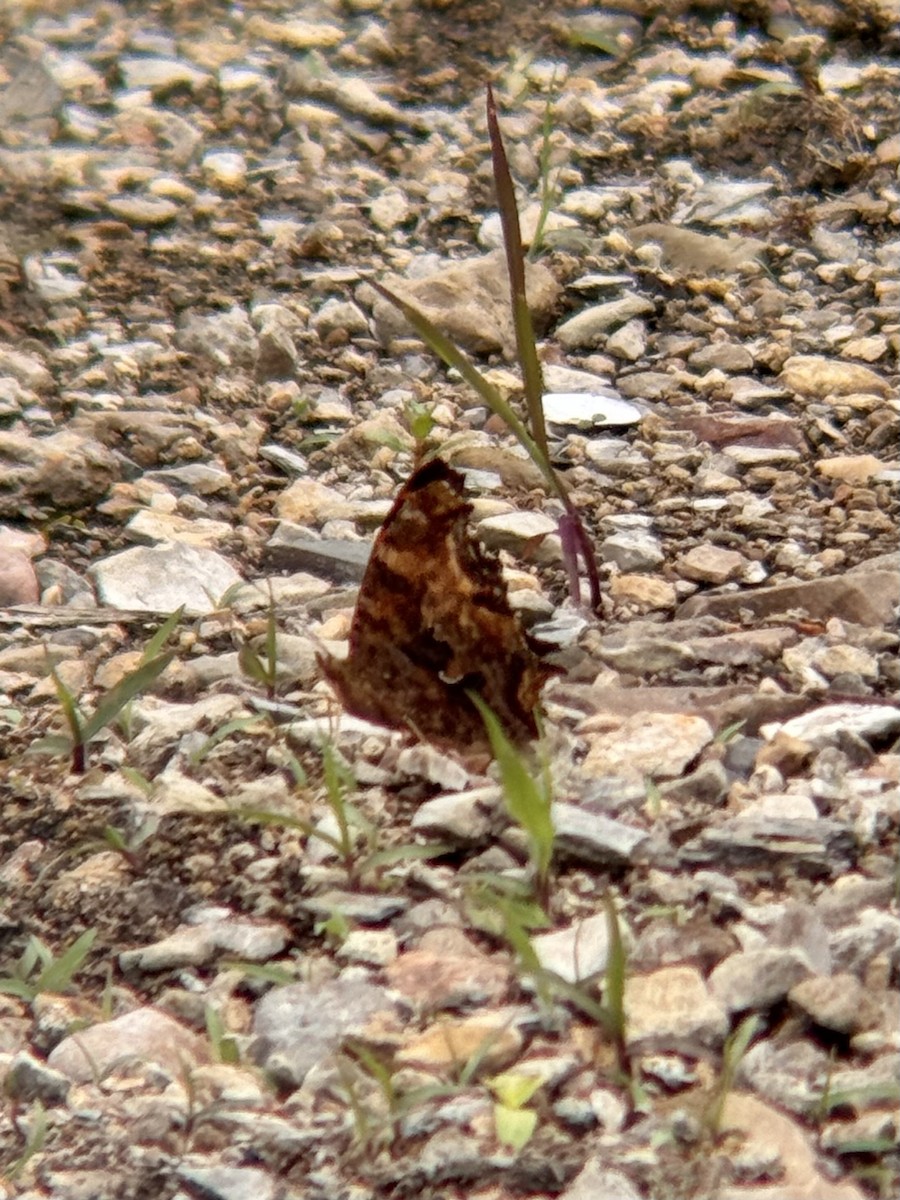 Eastern Comma - ML640615714